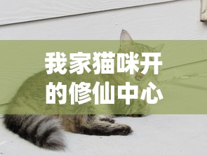 我家猫咪开的修仙中心：无广告、纯净体验，带你领略神秘仙界的奇妙之旅