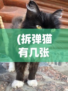 (拆弹猫有几张牌)一起揭秘拆弹猫游戏，详解各类牌具有的数量及其作用