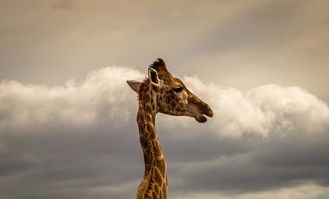 (飞龙不累贴吧)探究飞龙不累现象背后的原因