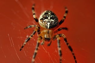(异界深渊大灵王微信无限钻石)异界深渊大灵王修改器，揭秘其魅力与影响
