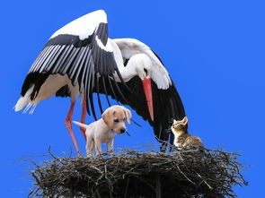 (三国主公游戏)三国主公模拟器攻略补充，深度解析与常见问题解答