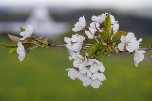 (杜仲雄花对女性10大功效)探秘思仙雄花，功效与作用的多元化分析