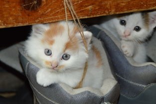 (猫三国攻略囤资源)猫三国攻略深度解析，多元化视角下的游戏策略与常见问题解答