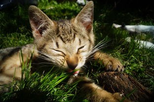 (猫三国攻略囤资源)猫三国攻略深度解析，多元化视角下的游戏策略与常见问题解答
