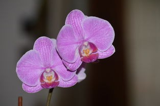 (消除花朵)花朵轻松消，一种绿色环保的植物降解产品