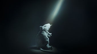 (寻光者的赌局)寻光者说，探索光的奥秘与启示