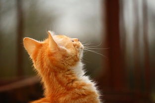 (开心猫舍游戏怎么获得猫)开心猫舍，游戏世界中的温馨家园探索与思考