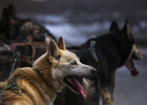 (战舰r阿拉斯加)战舰猎手阿拉斯加，探索北极航线的传奇战舰