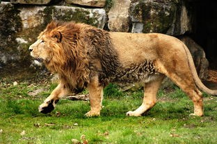 (猎手之王有人玩吗)猎手之王是一款曾经颇受欢迎的在线多人射击游戏，自推出以来，凭借其独特的游戏模式和激烈的竞技氛围，吸引了大量玩家。然而，随着时间的推移，游戏的运营状态可能会发生变化。以下是关于猎手之王现在是否还能玩的一些分析和介绍。