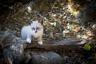 (探探猫游戏大全)探探猫大作战手游，一场欢乐与挑战的奇幻之旅