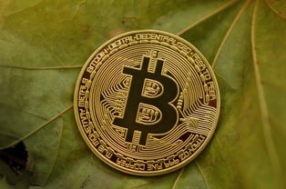 (蓝月至尊返利版能赚到钱吗)蓝月至尊返利版红包版，深度解析与常见问题解答