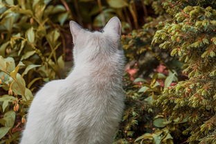 (萌宠猎人桌游怎么玩)萌宠猎人，揭秘宠物市场新势力