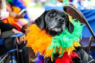 (猎龙者之歌宠物搭配攻略)猎龙者之歌是一款深受玩家喜爱的角色扮演游戏，其中宠物搭配是游戏的一大特色。本文将从多元化方向对猎龙者之歌中的宠物搭配进行分析介绍，并提出一些常见问题及其解答。