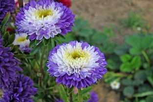 (花和香水)花与香水与猫，六神四色调制的艺术与科学