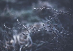 (千羽修仙记小说全文阅读)千羽修仙记中的修仙世界，探索与反思